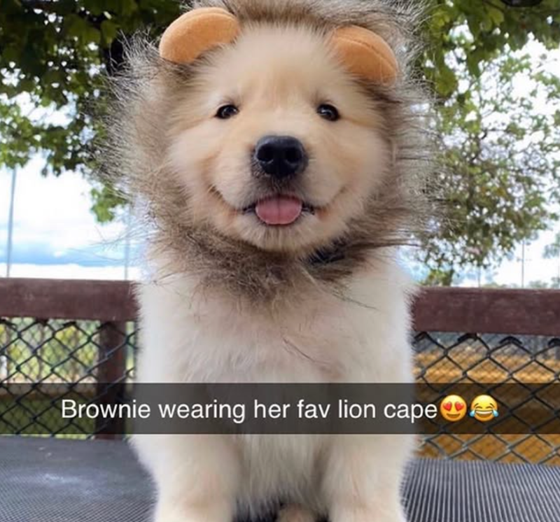 Brownie wearing her fav lion cape