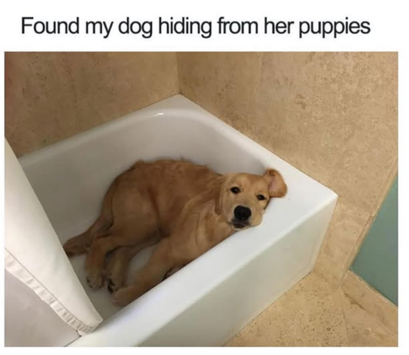 Found my dog hiding from her puppies
