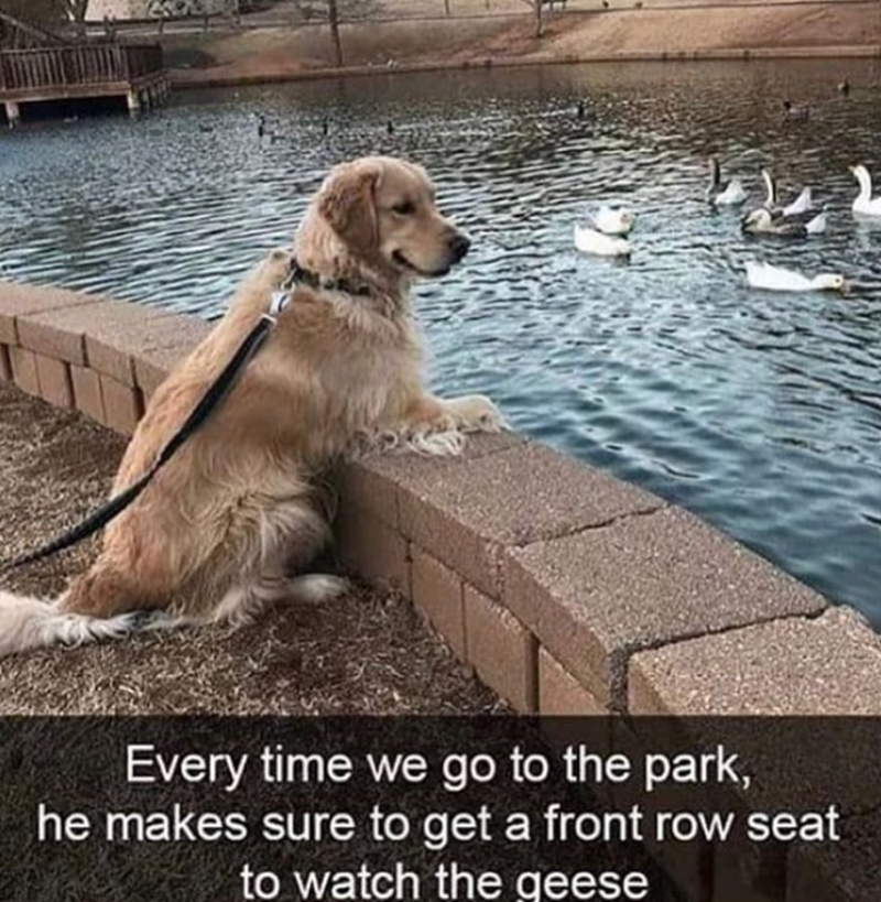Every time we go to the park, he makes sure to get a front row seat to watch the geese