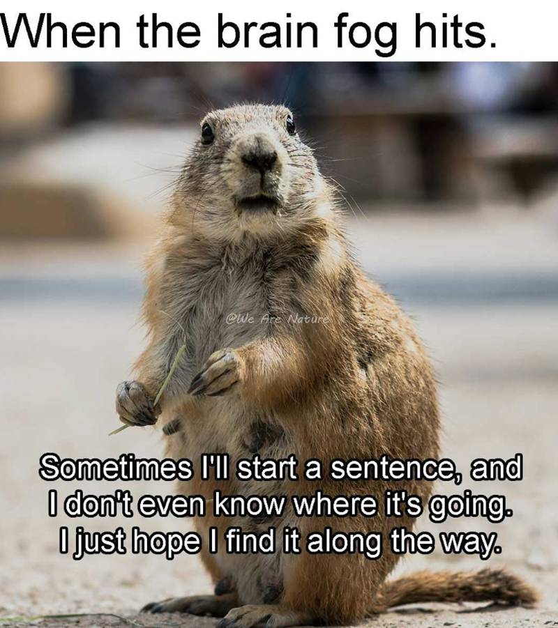 When the brain fog hits. @We Are Nature Sometimes I'll start a sentence, and I don't even know where it's going. I just hope I find it along the way.