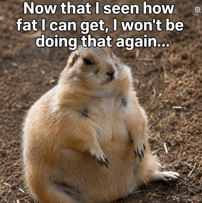 Now that I seen how fat I can get, I won't be doing that again... + @We Are Nature