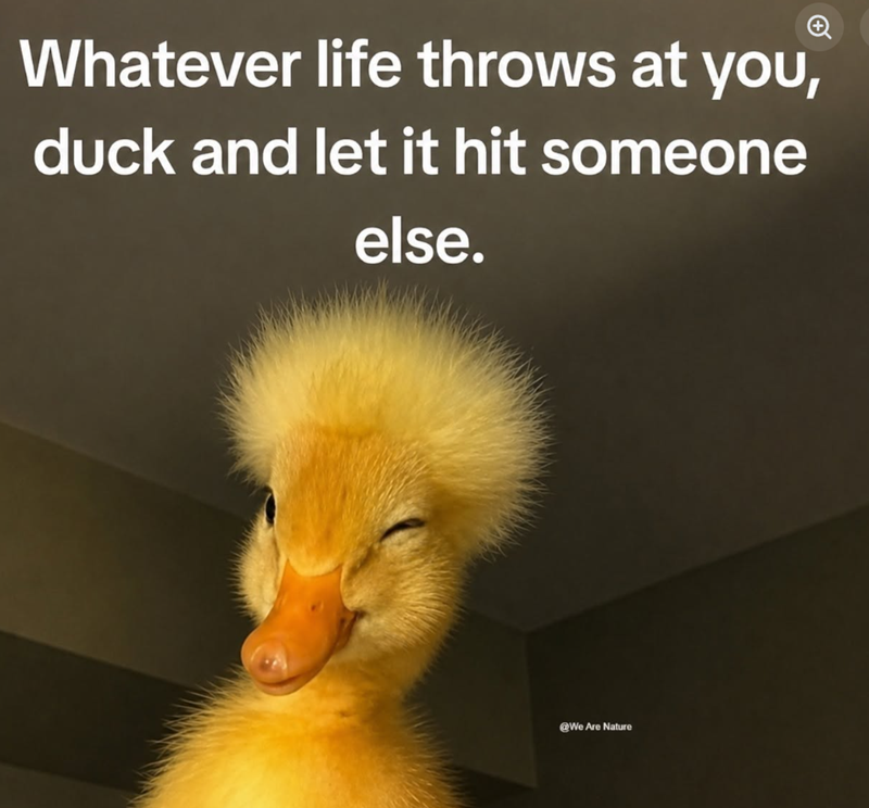 Whatever life throws at you, duck and let it hit someone else. @We Are Nature