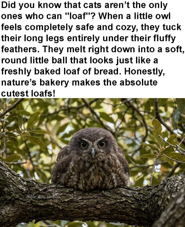 Did you know that cats aren't the only ones who can "loaf"? When a little owl feels completely safe and cozy, they tuck their long legs entirely under their fluffy feathers. They melt right down into a soft, round little ball that looks just like a freshly baked loaf of bread. Honestly, nature's bakery makes the absolute cutest loafs! @We Are Nature