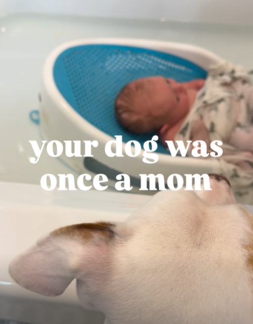 your dog was once a mom