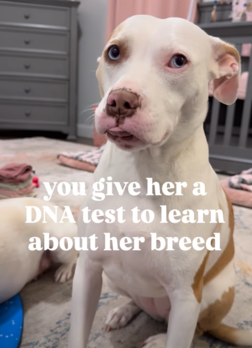 you give her a DNA test to learn about her breed