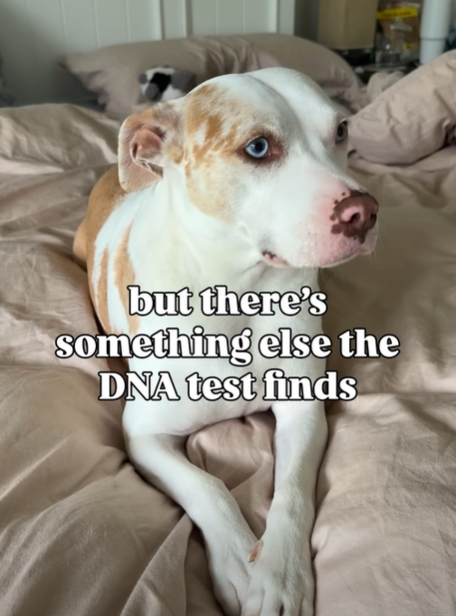 but there's something else the DNA test finds