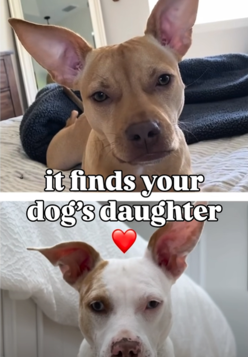 it finds your dog's daughter