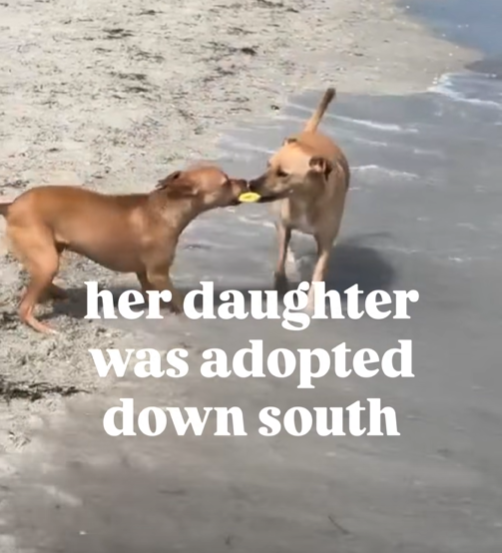 her daughter was adopted down south