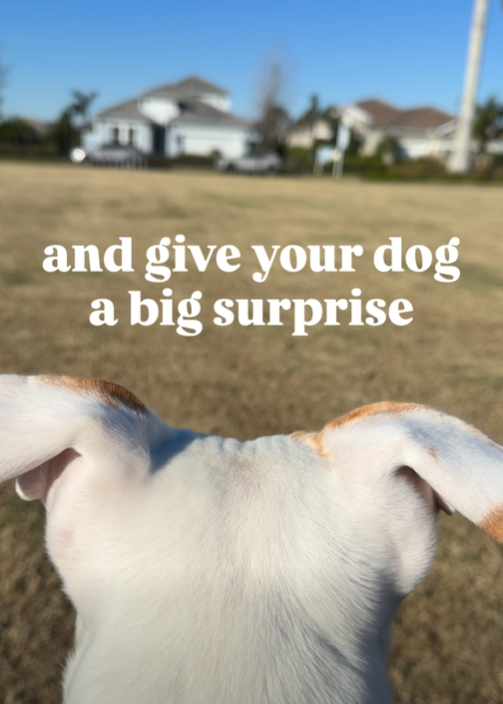 and give your dog a big surprise