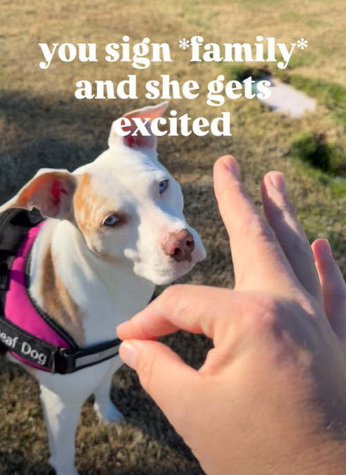 you sign *family and she gets excited eaf Dog