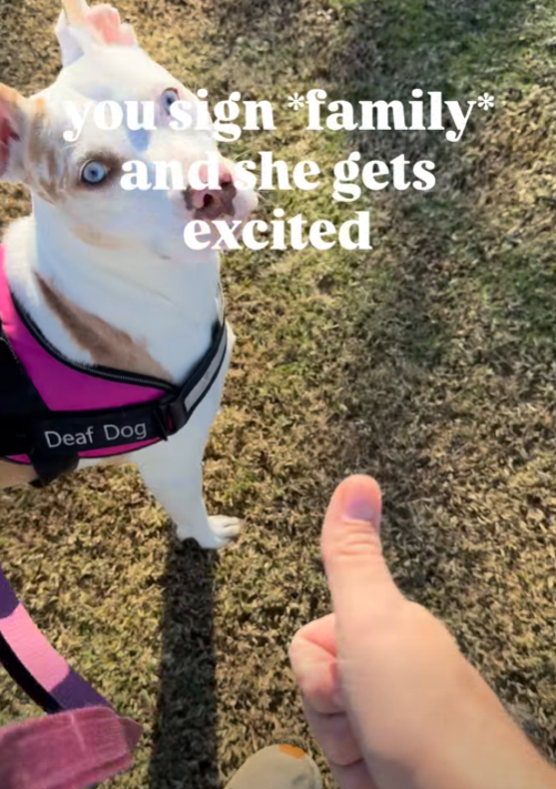 you sign family and she gets excited Deaf Dog