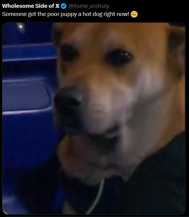 Wholesome Side of X@itsme_urstruly Someone get the poor puppy a hot dog right now! →