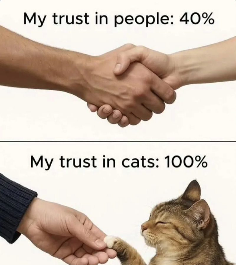 My trust in people: 40% My trust in cats: 100%
