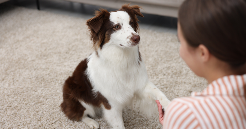 Border Collie Dog Giving Paw to Owner at Home, Closeup with Model