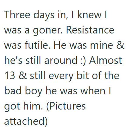 Three days in, I knew I was a goner. Resistance was futile. He was mine & he's still around :) Almost 13 & still every bit of the bad boy he was when I got him. (Pictures attached)