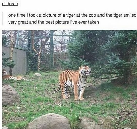 dildoreo: one time i took a picture of a tiger at the zoo and the tiger smiled very great and the best picture i've ever taken