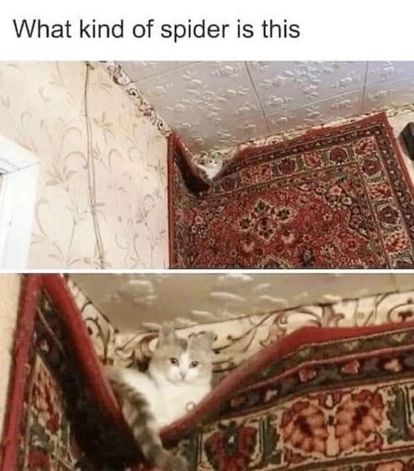 What kind of spider is this G