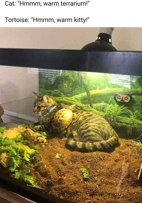 Cat: "Hmmm, warm terrarium!" Tortoise: "Hmmm, warm kitty!"