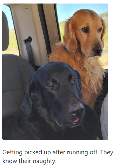 Getting picked up after running off. They know their naughty.