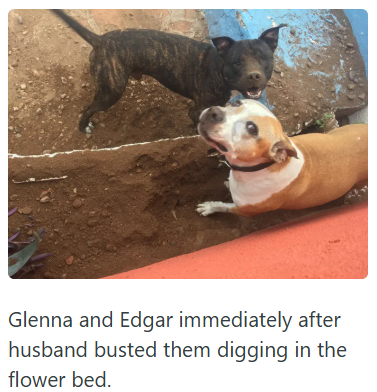 Glenna and Edgar immediately after husband busted them digging in the flower bed.