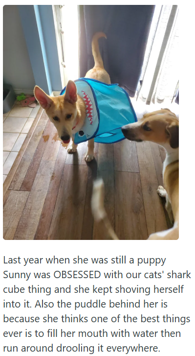 Last year when she was still a puppy Sunny was OBSESSED with our cats' shark cube thing and she kept shoving herself into it. Also the puddle behind her is because she thinks one of the best things ever is to fill her mouth with water then run around drooling it everywhere.
