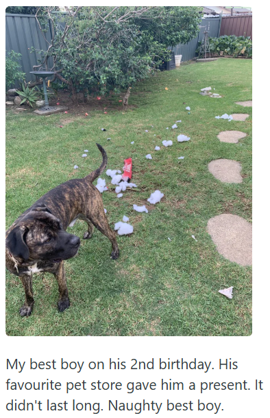 My best boy on his 2nd birthday. His favourite pet store gave him a present. It didn't last long. Naughty best boy.