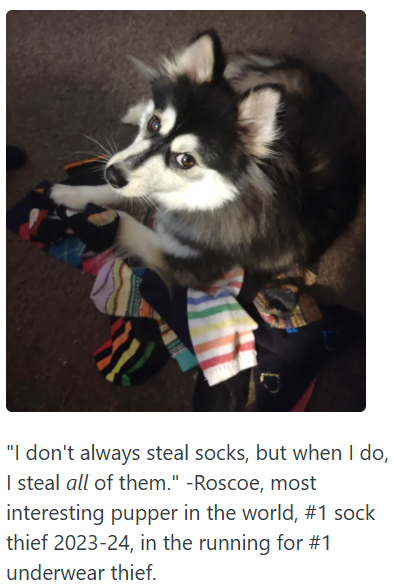 "I don't always steal socks, but when I do, I steal all of them." -Roscoe, most interesting pupper in the world, #1 sock thief 2023-24, in the running for #1 underwear thief.
