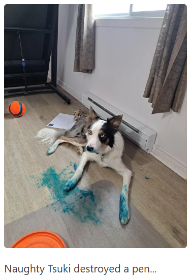 Naughty Tsuki destroyed a pen...