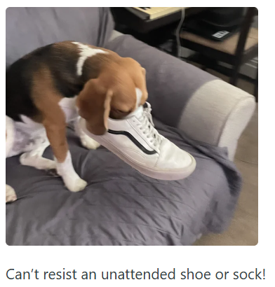 Can't resist an unattended shoe or sock!