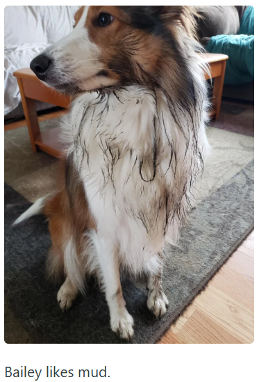 Bailey likes mud.