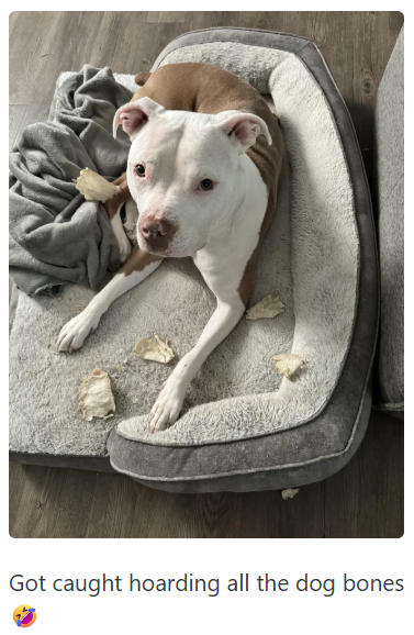 Got caught hoarding all the dog bones