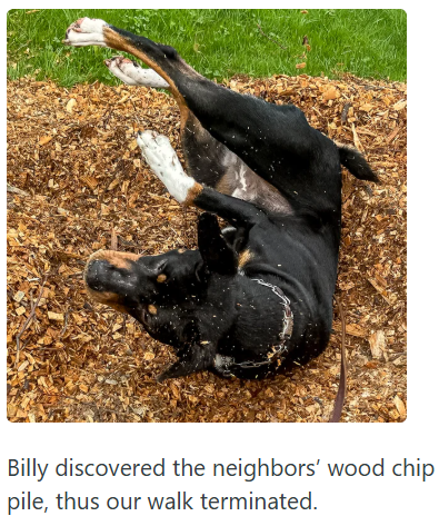 Billy discovered the neighbors' wood chip pile, thus our walk terminated.