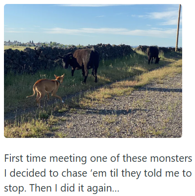 First time meeting one of these monsters I decided to chase 'em til they told me to stop. Then I did it again...