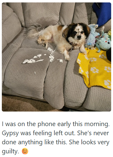 I was on the phone early this morning. Gypsy was feeling left out. She's never done anything like this. She looks very guilty.☺