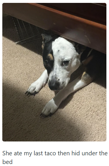 She ate my last taco then hid under the bed