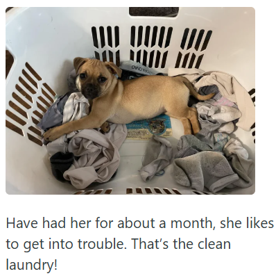 Have had her for about a month, she likes to get into trouble. That's the clean laundry!