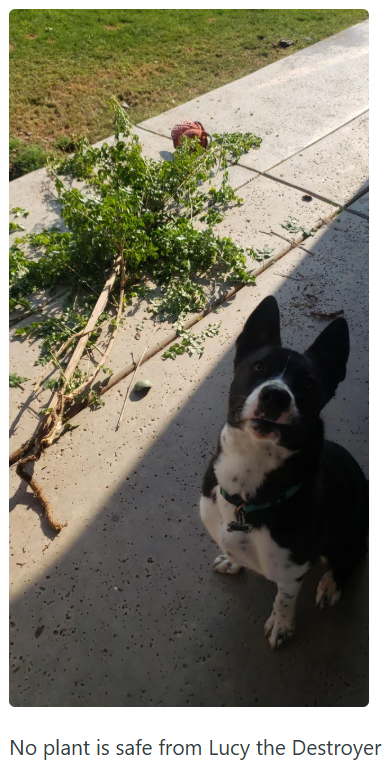 No plant is safe from Lucy the Destroyer