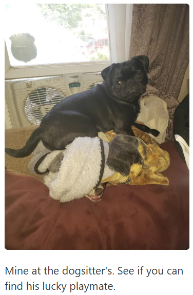 Mine at the dogsitter's. See if you can find his lucky playmate.
