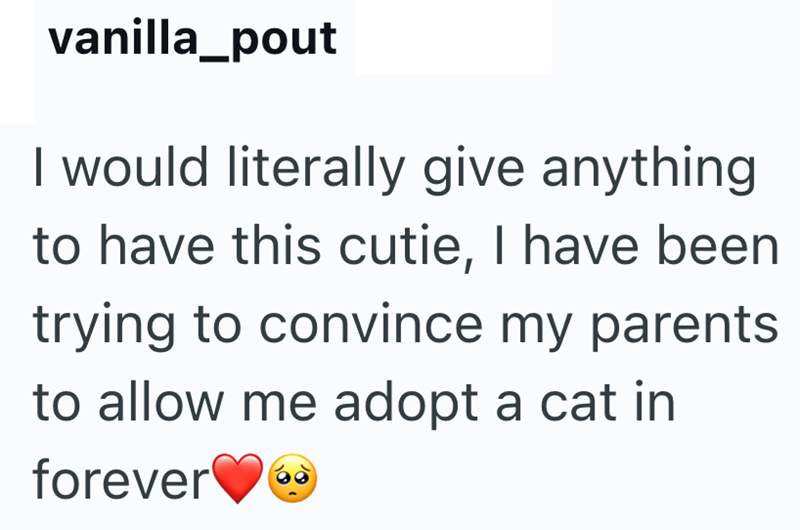 vanilla_pout I would literally give anything. to have this cutie, I have been trying to convince my parents to allow me adopt a cat in forever