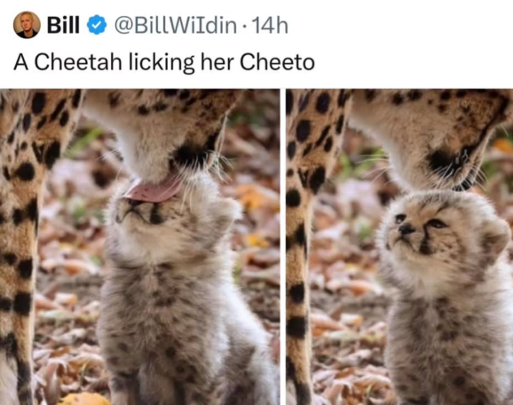 Bill @BillWildin. 14h A Cheetah licking her Cheeto