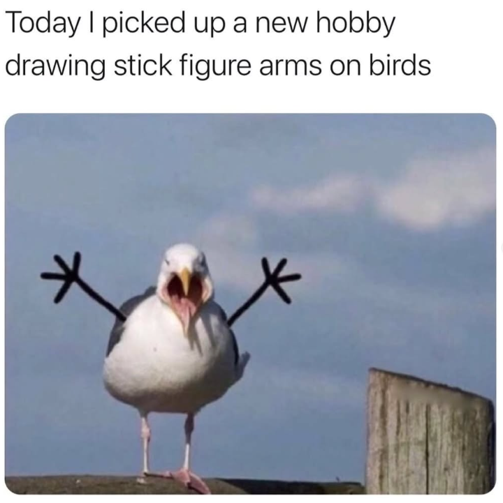 Today I picked up a new hobby drawing stick figure arms on birds