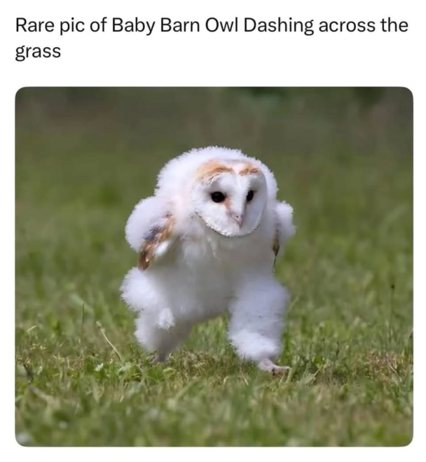 Rare pic of Baby Barn Owl Dashing across the grass