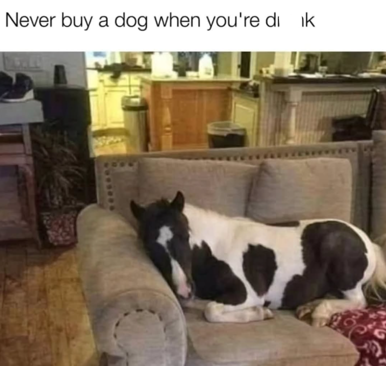 Never buy a dog when you're di ik