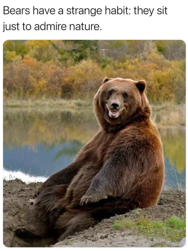 Bears have a strange habit: they sit just to admire nature.