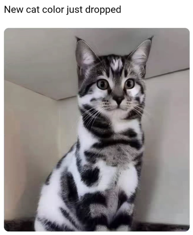 New cat color just dropped