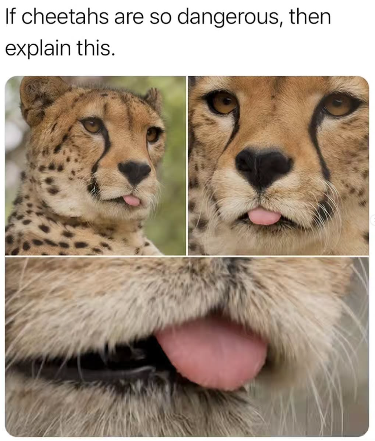 If cheetahs are so dangerous, then explain this.