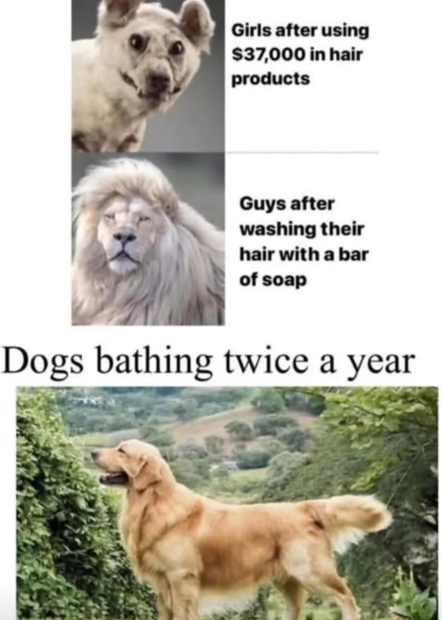 Girls after using $37,000 in hair products Guys after washing their hair with a bar of soap Dogs bathing twice a year
