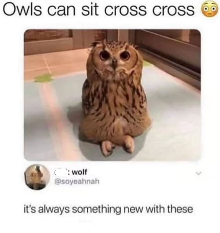 Owls can sit cross cross wolf @soyeahnah it's always something new with these