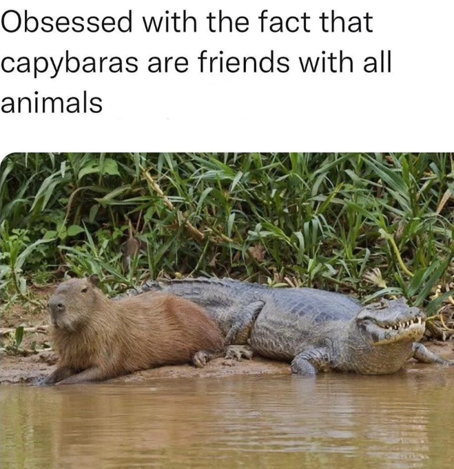 Obsessed with the fact that capybaras are friends with all animals