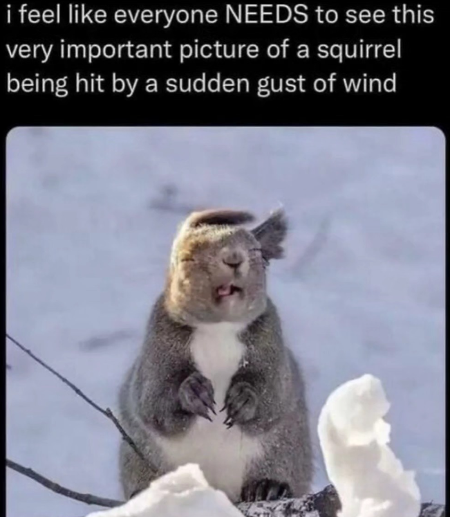 i feel like everyone NEEDS to see this very important picture of a squirrel being hit by a sudden gust of wind